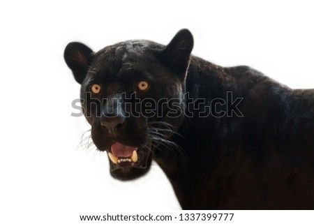Black Panther on white background.
