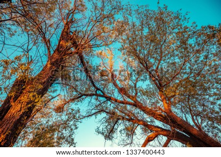 Bottom view of trees against sky at sunset