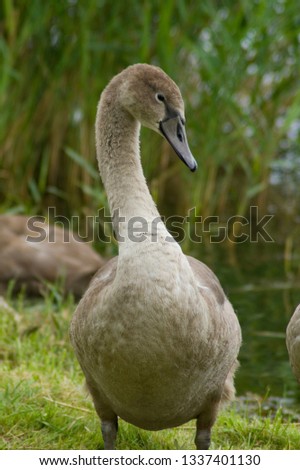 a swan at a lake