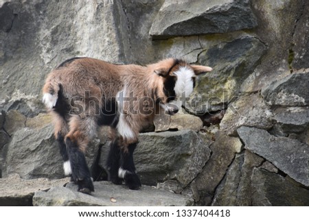 Little colorful brown baby goat in a park in Germany Royalty-Free Stock Photo #1337404418