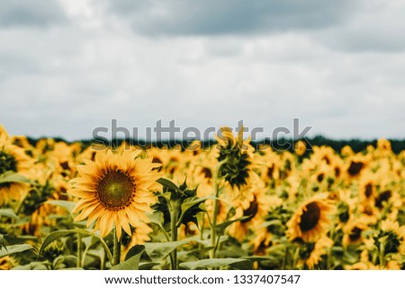 Sunflower field on a cloudy day.