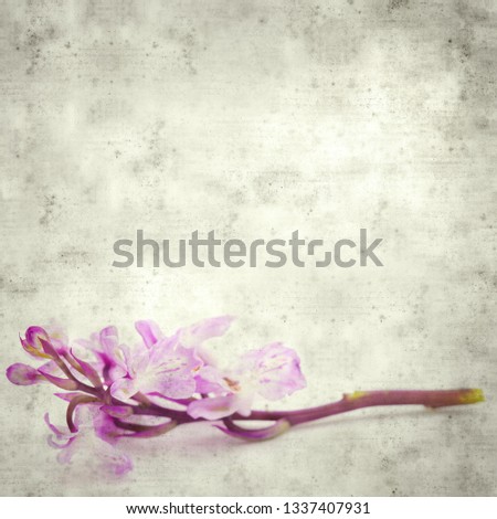 textured stylish old paper background, square, with  Orchis patens subspecies canariensis