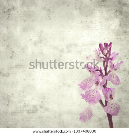 textured stylish old paper background, square, with  Orchis patens subspecies canariensis