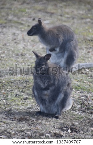 Two sweet kangaroos on a green meadow in a park in Germany