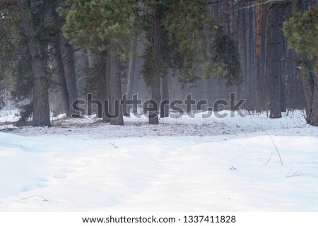 Spring pine forest in the morning misty haze with snow drifts in the foreground. Natural background.