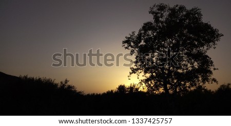 picture took when the sunset in the greatest KOROKO forest in morocco . this pic contains a trees colored by black