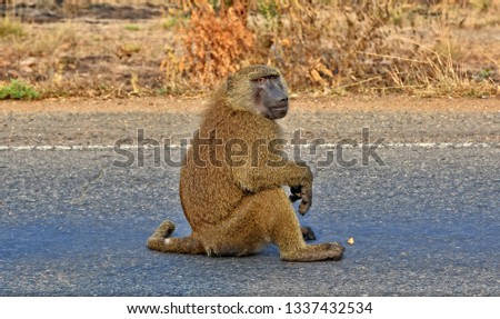 Baboon. Monkey sits on an asphalt road. Close up. African wildlife. Amazing image of a wild animal in natural environment. Awesome portrait of olive baboon. 