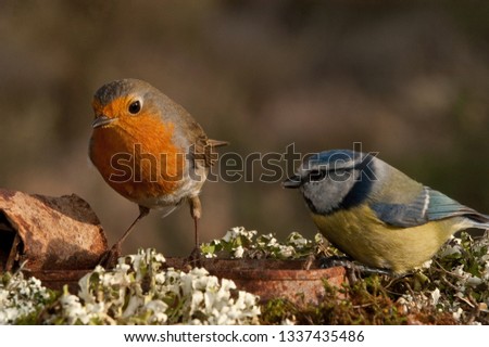 Robin - Erithacus rubecula and Blue tit, Cyanistes caeruleus, eating among the lichen