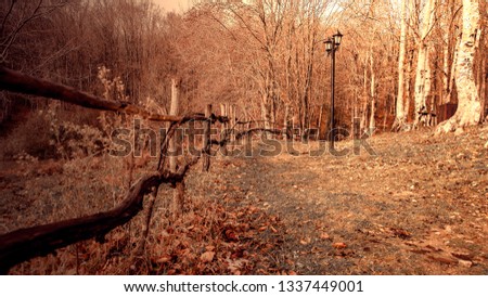 autumn, road and street lamp in the forest Royalty-Free Stock Photo #1337449001