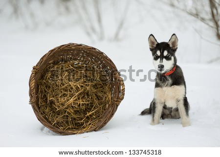 Siberian husky in snow on a winter day