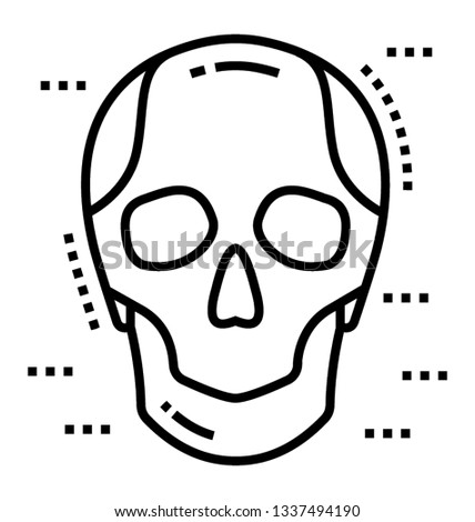 Human head skeleton, human skull 