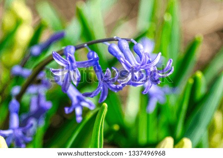 Blue flowers of hyacinth closeup at blurred background. Spring, march, 8 March or Easter sign.