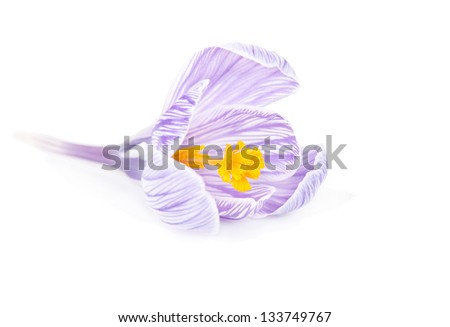 one spring crocus flower isolated white background