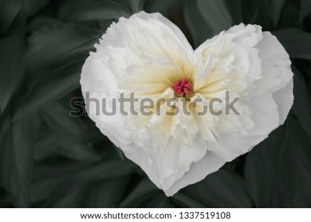 Heart shape made of peony flower on green background. Valentines,love and wedding concept ideas.