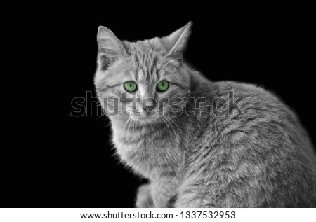Black-white portrait of a little cat on a black background with bright green eyes