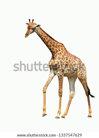           Giraffe white background