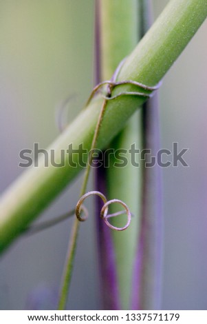 macro pic of two stalks of Iris sibirica tied together by winding tendrils of Vicia cracca  