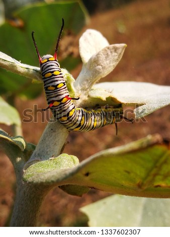 The Plain Tiger caterpillar in Thailand.