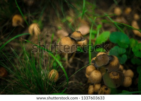 A couple of little mushrooms 