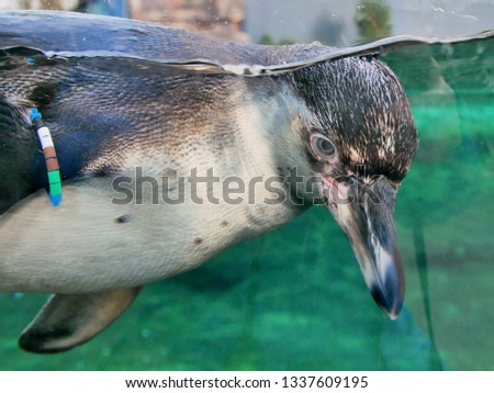penguin in german zoo