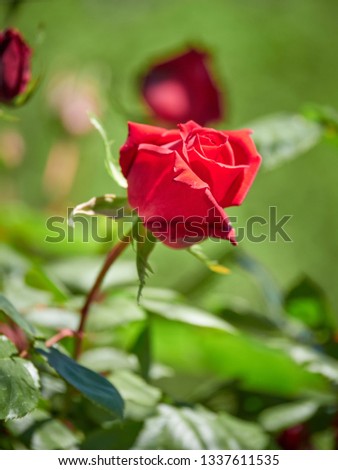 Red blooming rose with a blurred background. Blooming flower. Spring colors