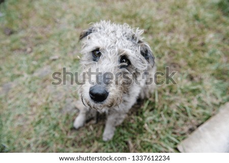 Dog, dog in the nature, dog's look, advertising forage, dog for advertising, fox terrier, dog with emotions, dog's look