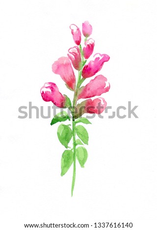 Pink Antirrhinum FlowerWatercolor hand-drawn illustration. 