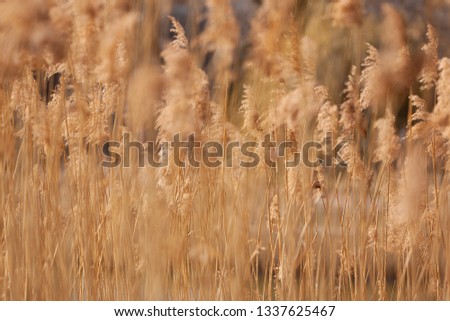 The spring sunlight illuminated winter heads of the reed - Image