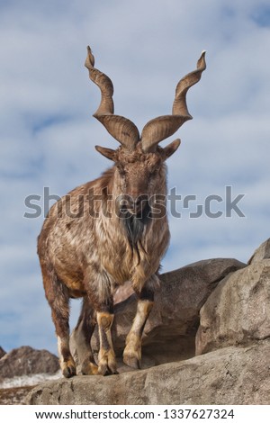 A goat with big horns (mountain goat marchur) stands alone on a rock, mountain landscape and sky. Allegory on the scapegoat. Royalty-Free Stock Photo #1337627324