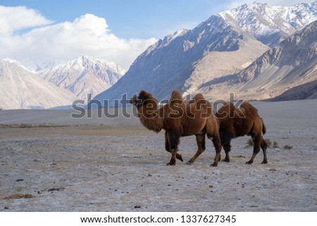 A group of a camel walking on a sand dune in Hunder, Hunder is a village in the Leh district of Jammu and Kashmir, India. Royalty-Free Stock Photo #1337627345