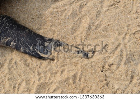 Dead turtle or tortoise at seashore