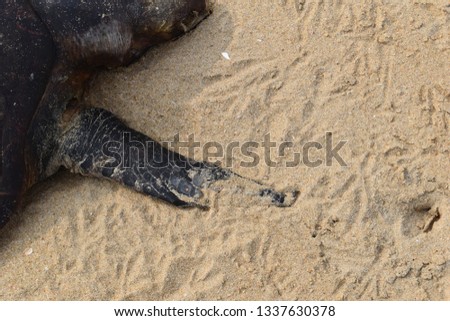 Dead turtle or tortoise at seashore