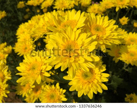 Yellow Chrysanthemum flowers in the garden, close-up.