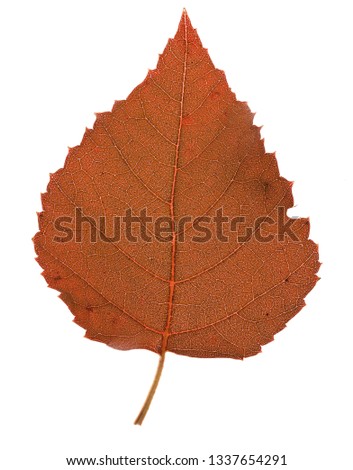 Aspen red leaf.