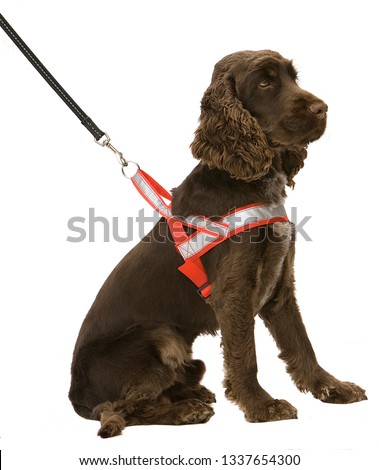 Dog with reflex harness.