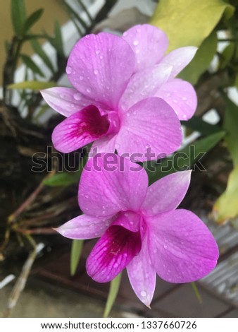 asian tropical blossom flower 