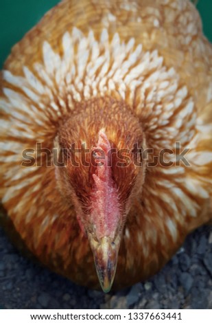 chicken head from top view