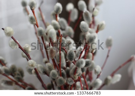 a bouquet of willow branches, picture