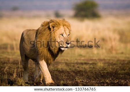 Masai Mara lion Royalty-Free Stock Photo #133766765