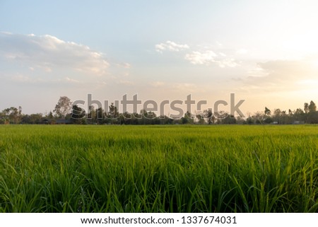 Rice field with the sky background