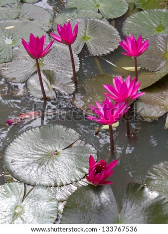 Beautiful pink lotus flower that grows on a lotus leaf in water a lot