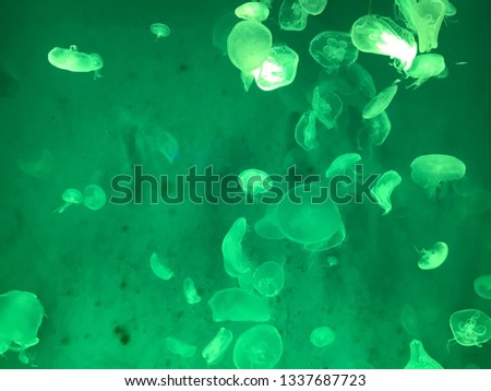 Sea jellyfish Lots of beautiful green light