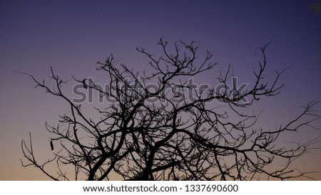 Dry Tree with Sunset Background Royalty-Free Stock Photo #1337690600