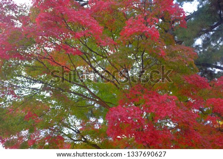 Maple trees with autumn season Royalty-Free Stock Photo #1337690627