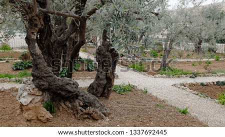 Getshemane Park from Israel Royalty-Free Stock Photo #1337692445