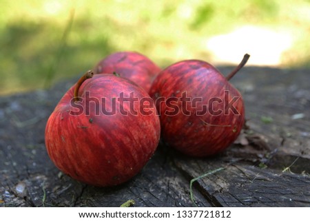 Fresh apples from the garden