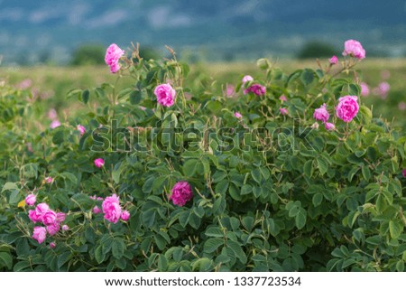 Rosa damascena, known as the Damask rose - pink, oil-bearing, flowering, deciduous shrub plant. Bulgaria, Kazanlak, the Valley of Roses. The Old mountain (Balkan) on the background.