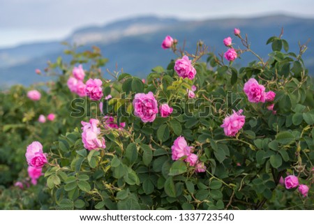 Rosa damascena, known as the Damask rose - pink, oil-bearing, flowering, deciduous shrub plant. Bulgaria, Kazanlak, the Valley of Roses.  Close up view.  The Old mountain (Balkan) on the background. Royalty-Free Stock Photo #1337723540