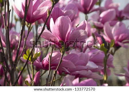 Pink Japanese Magnolia Tree dazzles in the sunlight with a soft blue sky background