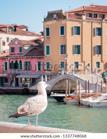 A bird enjoying the beautiful views in Venice Royalty-Free Stock Photo #1337748068